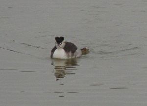 Great Crested Grebe