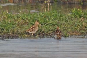 Common Snipe