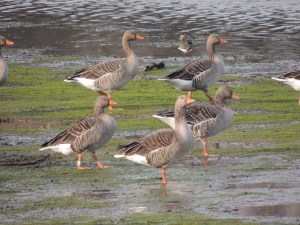 Greylag Geese