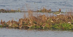 Common Snipe