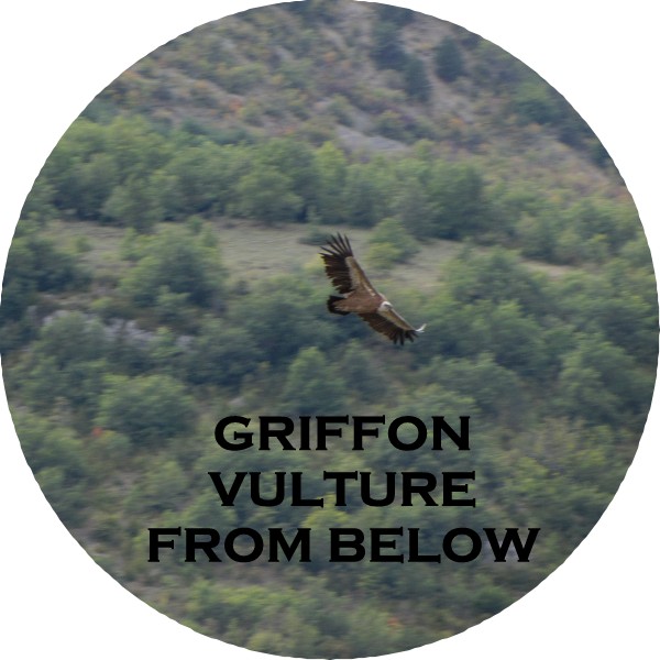 GRFFN VULTRS7-FROM BELOW