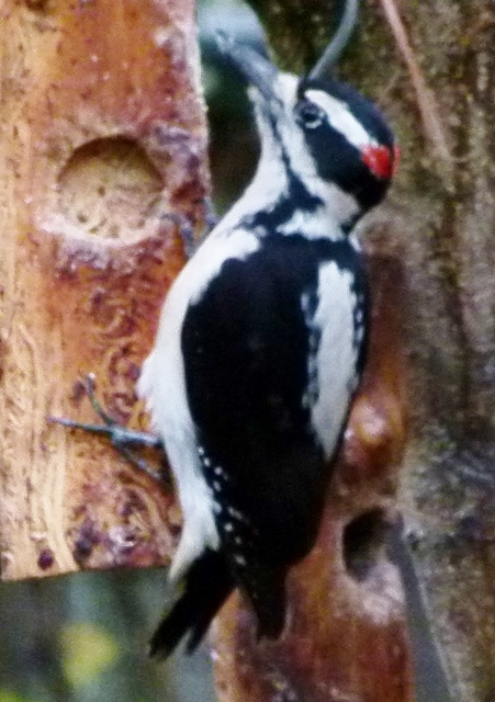 HAWO LEANS2 (1280x960)