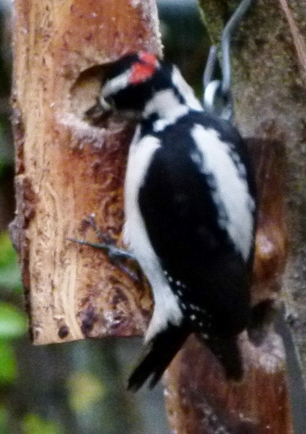 HAWO PROBE2 (1280x960)