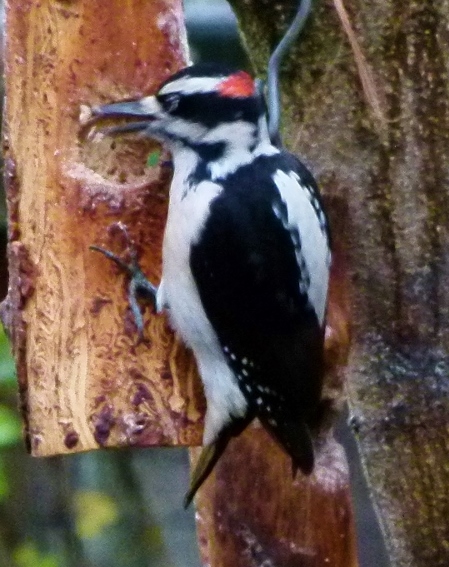 HWO ACTION (1280x960)