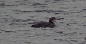 Great Northern Diver (Staines Feb 2013)