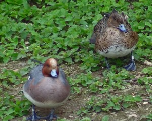 Wigeon
