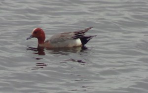 Wigeon