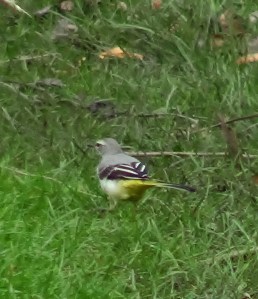 Grey Wagtail
