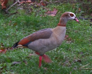 Egyptian Goose