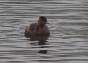 Little Grebe