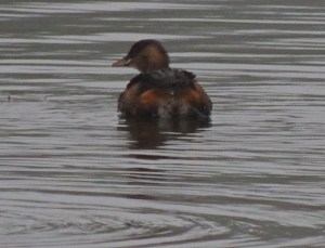 Little Grebe