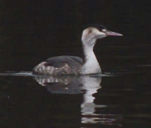 Great Crested Grebe