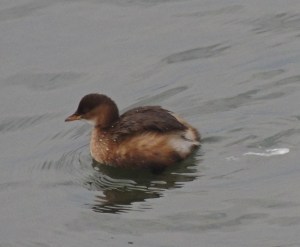 Little Grebe