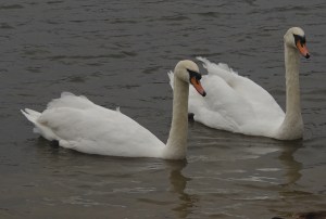 Mute Swans