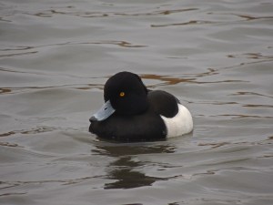 Tufted Duck