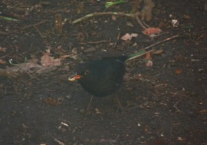 Male Blackbird