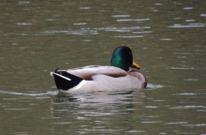 Mallard