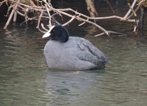 Coot