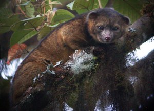 Olinguito