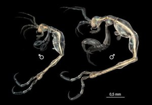 Skeleton Shrimp