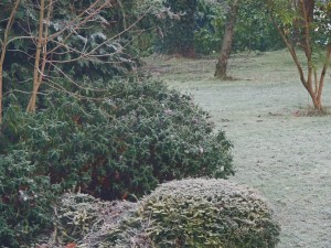 Cold and frosty morning