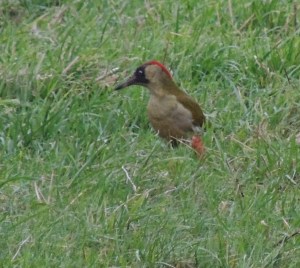 Green Woodpecker