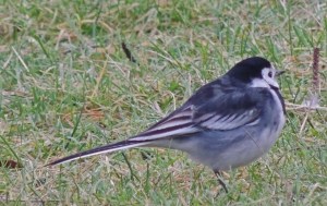 Pied Wagtail