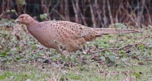 Pheasant (female)