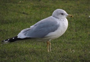 Common Gull