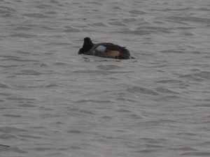 !st winter drake Scaup