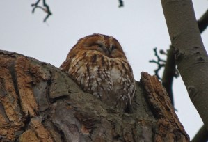 Tawny Owl