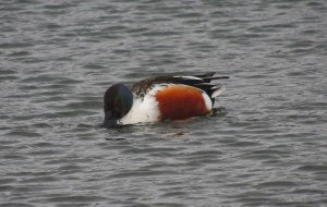Shoveler