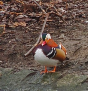 Mandarin Duck