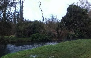 R.Cray @ Footscray Meadows