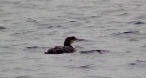 Great Northern Diver (taken at Staines 2012)