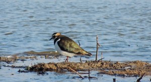 Lapwing