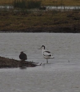 Pied Avocet