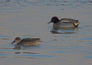 Eurasian Teal