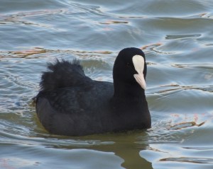 Coot