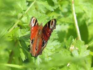 Peacock Butterfly