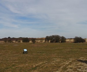 Heathland at Minsmere 