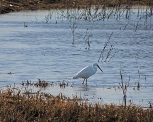 Little Egret
