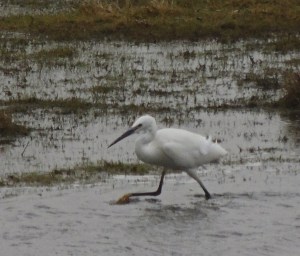 Little Egret
