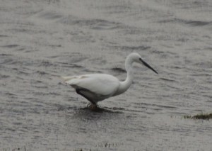 Little Egret