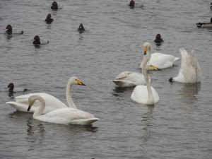 Whooper Swans and Ducks on the Washes