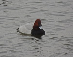 Pochard