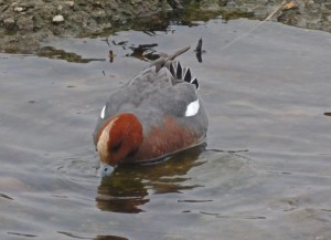 Eurasian Wigeon
