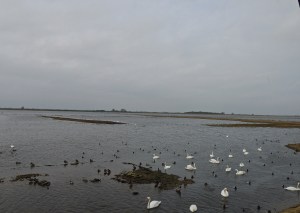 The washes at Welney