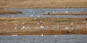Gull colony