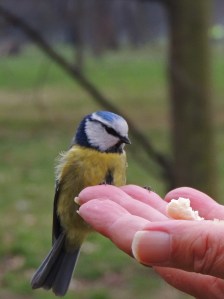 Blue Tit